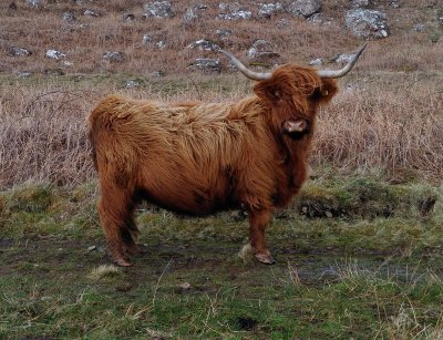 Hebrides60