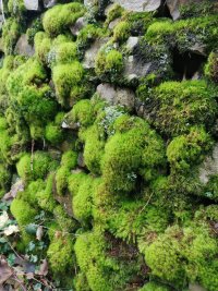 Moss on stone wall, Farfield Mill, Sedbergh