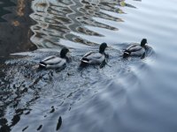 Reflections - Regents Canal,, London