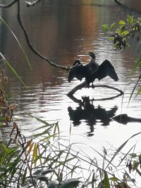 Nature in London - cormorant 