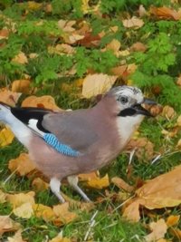 Nature in London - jay