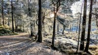 Anagach Forest, Cairngorms 