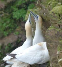 A dedicated outdoor duo at Troup Head